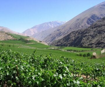 Vineyards at Elqui Valley